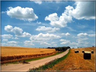 Biafrano1360__campi-di-grano_g