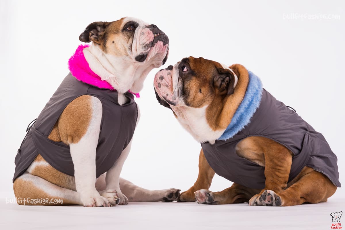 Il cane da compagnia perfetto per chi è più pigro è il Bulldog inglese