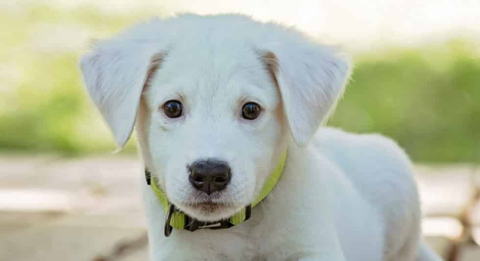 cagnolino