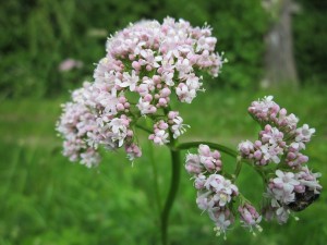 la valeriana